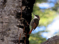 Los Arrayanes National Park